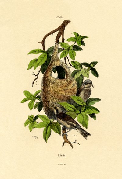 Penduline Tit by French School